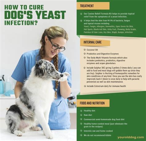 An inner ear infection can be painful and cause your pet to feel uncomfortable and not act themselves. Dog Yeast Infection - 4 Steps to Natural Elimination in ...