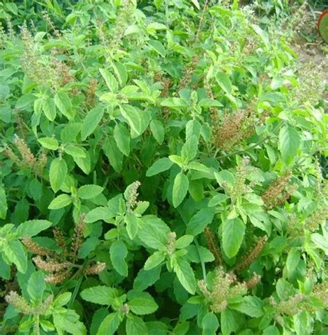 Redish Shyama Tulsi Plant For Medicine Packaging Type Box At Rs 50