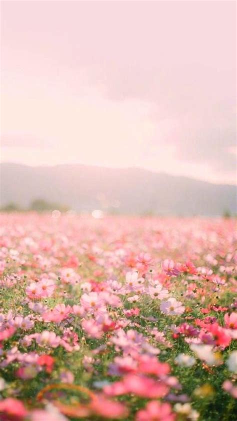 Aesthetic scenery aesthetic background landscape hd. Pink Tumblr Aesthetic Wallpaper Landscape Flower Wallpaper - Mural Wall