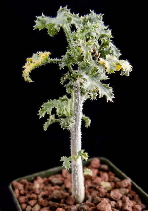 Where To Buy Zinnias Plants - Dwarf Zinnia Plants For Sale