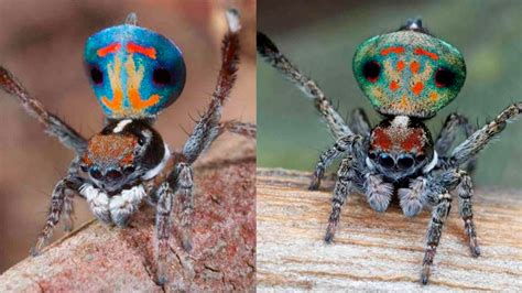 descubren en australia doce nuevas especies de espectaculares arañas pavo real invdes