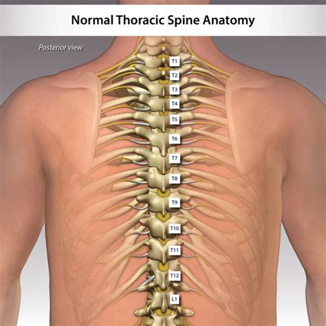 Normal Thoracic Spine Anatomy Trialexhibits Inc