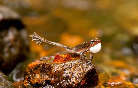 Newly Described Frogs In India 14 New Dancing Frogs