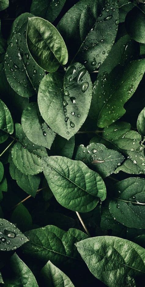 🔥 Free Download Tropical Leaves Botanicals Leaf Phone Wallpaper Idea