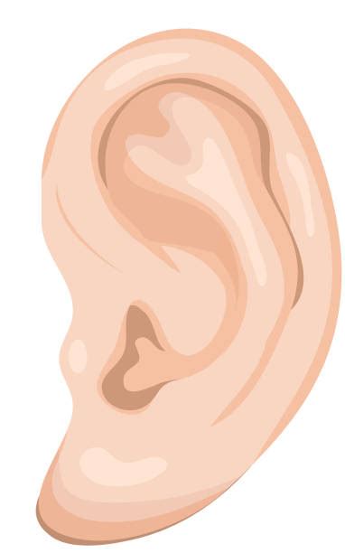 Best Listening Ear Cartoon Illustrations Royalty Free Vector Graphics