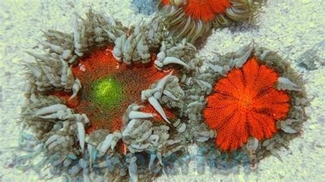 Flower Anemone Color Super Atlantic Anemones