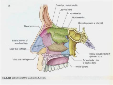 The nasal bones are two small oblong bones, varying in size and form in different individuals; Bones of the Nasal Cavity | Nasal cavity, Anatomy ...