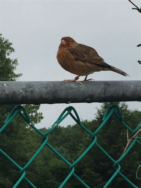 Help me identify this bird. It has the general appearance of a finch