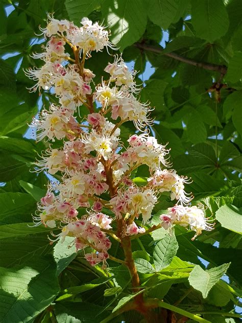 White Chestnut Bachblüte Nr 35 Healing Herbs Esencia Natural