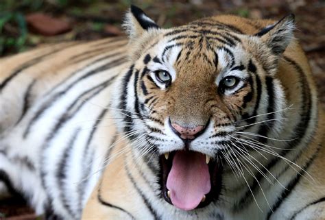 A Commitment Fulfilled India Celebrates Major Rise In Wild Tiger