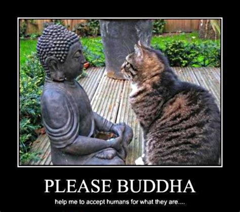 Cat Praying To Buddha For Humans Blau Stern Schwarz Schlonge