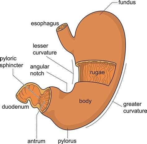 Parts Of Stomach