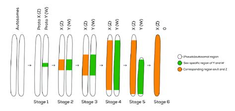 Sex Chromosome Evolution Following Six Stages 1 Origin Of A Download Scientific Diagram