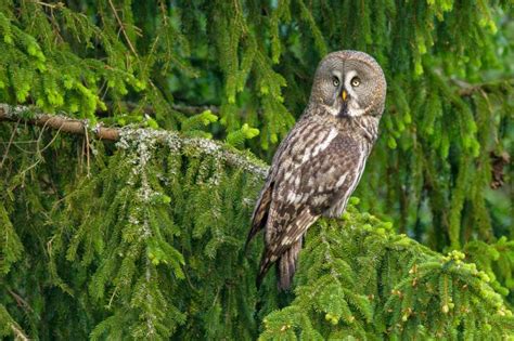 Privat hyresvärd som i kungsör förvaltar 6 fastigheter med lägenheter. Sydligaste häckningen någonsin av lappuggla | Natursidan