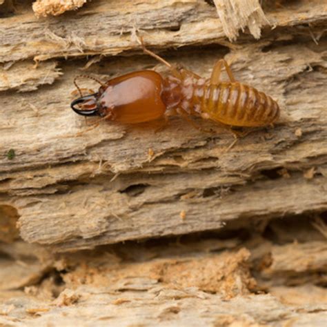Aaa exterminating company has been fighting pests and other threats to homes, businesses, and industrial sites since 1936, and our boston exterminator is ready to stop future infestations from costing you a. How to tell if you have Termites | Memphis | Cordova ...