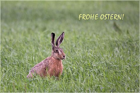 Frohe Ostern Foto And Bild Gratulation Und Feiertage Wünsche