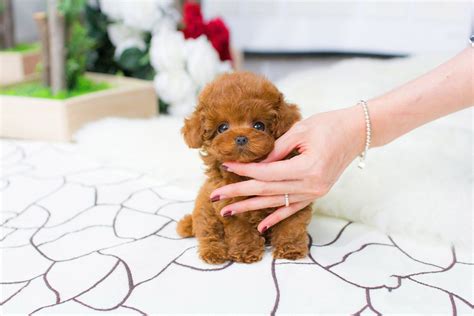 Rosie Red Micro Teacup Poodle Teacup Poodles For Sale Tea Cup Poodle