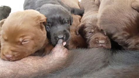 3 Weeks Old Puppies Youtube