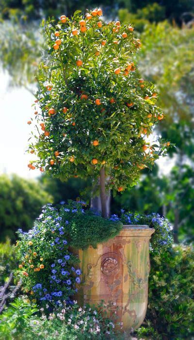 Well, container gardening has changed all of that. Beautiful: | Fruit tree garden, Container gardening ...