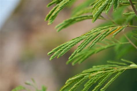 Close Up View Of A Green Leafed Plant · Free Stock Photo