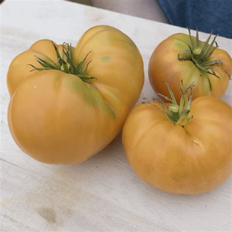 Heirloom Tomato Seeds Amana Orange