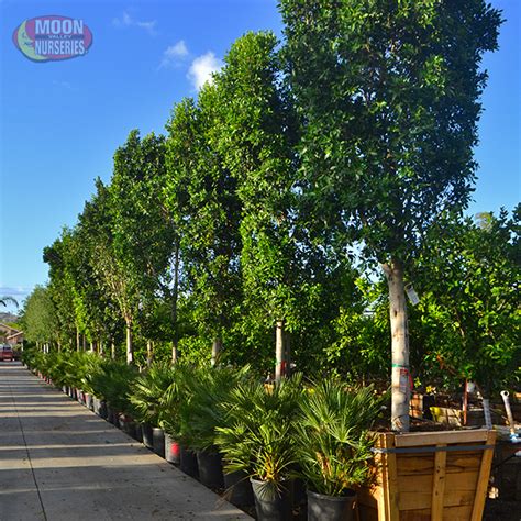 Indian laurels are also known as 'strangling figs' because they are often seen growing on other trees and. Indian Laurel, commonly referred to as the Ficus nitida ...