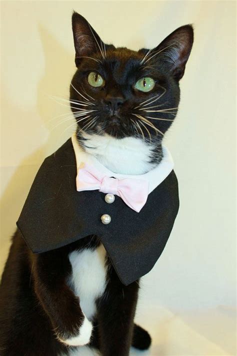 Coolcats Cat Tuxedo With Bow Tie Collar Custom Match Your Wedding