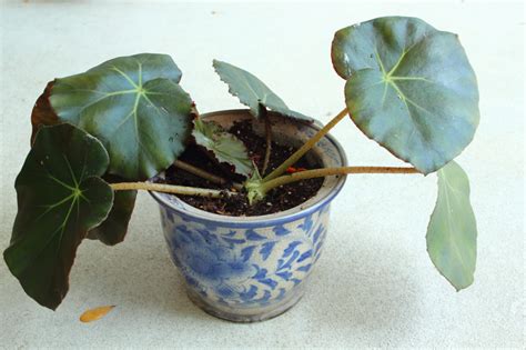 Главная /lantic colonial /linkfloor /leaf / linkfloor leaf peltate 18.1x122x0.3. Bounteous Begonias - Coral Gables