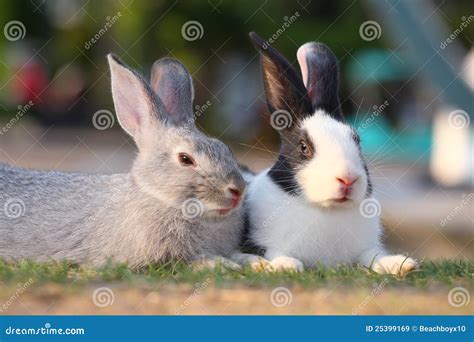 Rabbits Laying On Grass Stock Image Image Of Lawn Holiday 25399169