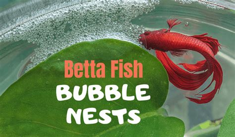 That includes understanding how to clean a fish tank, how often you should clean your fish in this article we'll cover everything you need to know in order to keep your fish tank clean and make sure your fishy friends are happy and healthy. Betta Fish Bubble Nests - everything you need to know