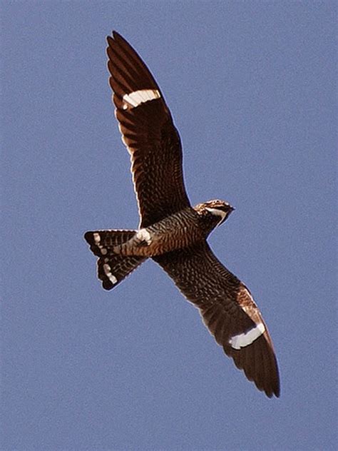 Piedmont Birding Watch The Dusk Sky For Common Nighthawks