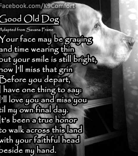 Good Thoughts For Honoring A Senior Dog Losing A Dog Quotes Old Dog