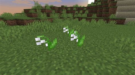 Where To Find Lily Of The Valley In Minecraft