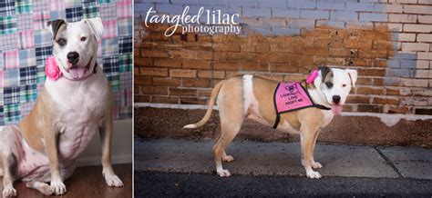Pitbull rescue okc,5 / 5 ( 1votes ). Adopt Star! {Arizona Rescue Dog Photography} - Sedona ...