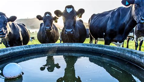 We did not find results for: Cows pick up E. coli from farm water troughs - Futurity