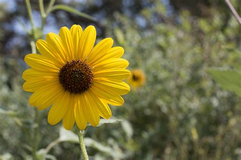 Your flowers bouquet stock images are ready. 5 Common Utah Wildflowers | Natural History Museum of Utah