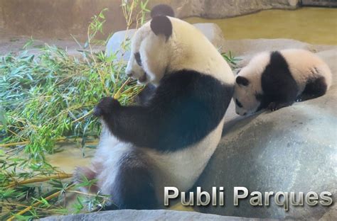 Bautizo Y Presentación Oficial Cría Oso Panda Zoo Aquarium De Madrid
