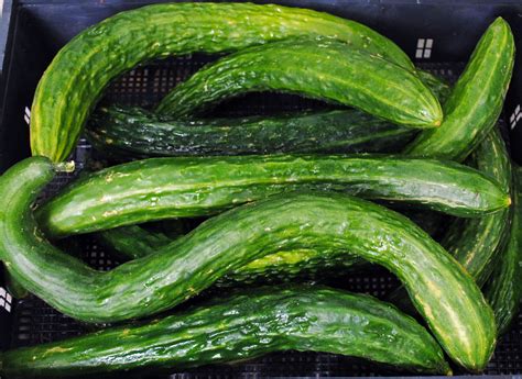오이의 종류 Cucumber Varieties 네이버 블로그