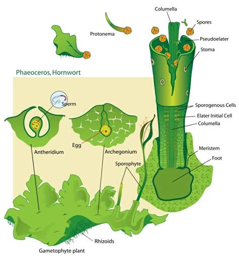 bryophyte definition characteristics life cycle and examples