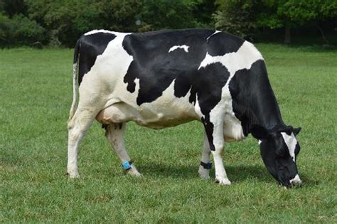 Activity Trackers Learning And Alerting Changes In Cow Behaviour