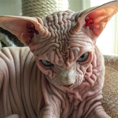 This Naked Wrinkly Sphynx Cat Has The Internet Falling In Love The Dodo