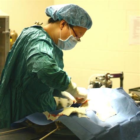 Soft Tissue Surgery Pilot Knob Animal Hospital