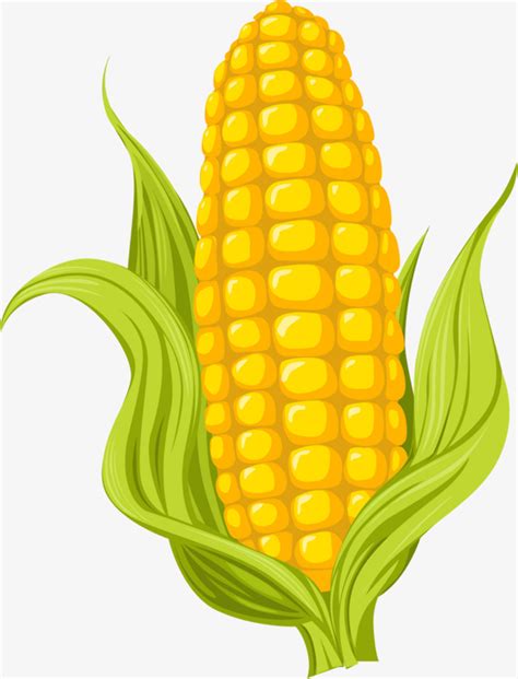 Download High Quality Corn Clipart Simple Transparent Png Images Art