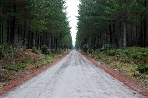 Camino Forestal Foto De Archivo Imagen De Bosque Camino 12044666