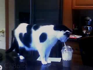 Cat Drinking Coffee - Picture | eBaum's World