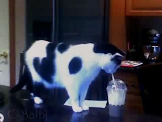 She should not drink coffee. Cat Drinking Coffee - Picture | eBaum's World