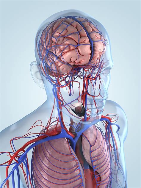 human anatomy artwork digital art by sciepro fine art america