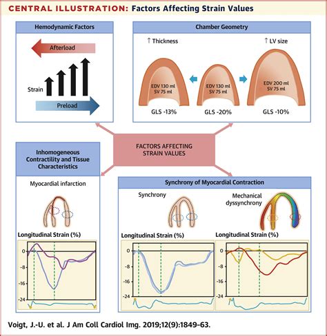 2 And 3 Dimensional Myocardial Strain In Cardiac Health And Disease