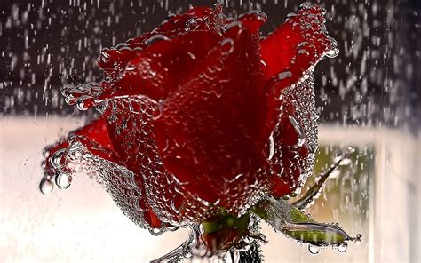 Free Download Red Roses Most Popular Rose Rose Wallpapers Beautiful