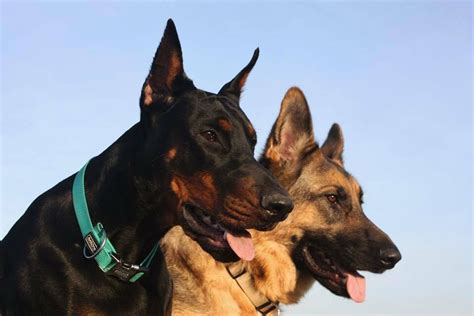 Doberman And German Shepherd Doberman Pinscher Dog Dobermann